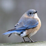 EasternFemaleBluebird