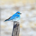 MountainBluebird