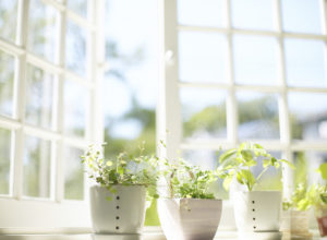 herbs-in-window-sill