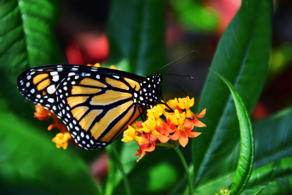 Why are Monarch Butterflies Important