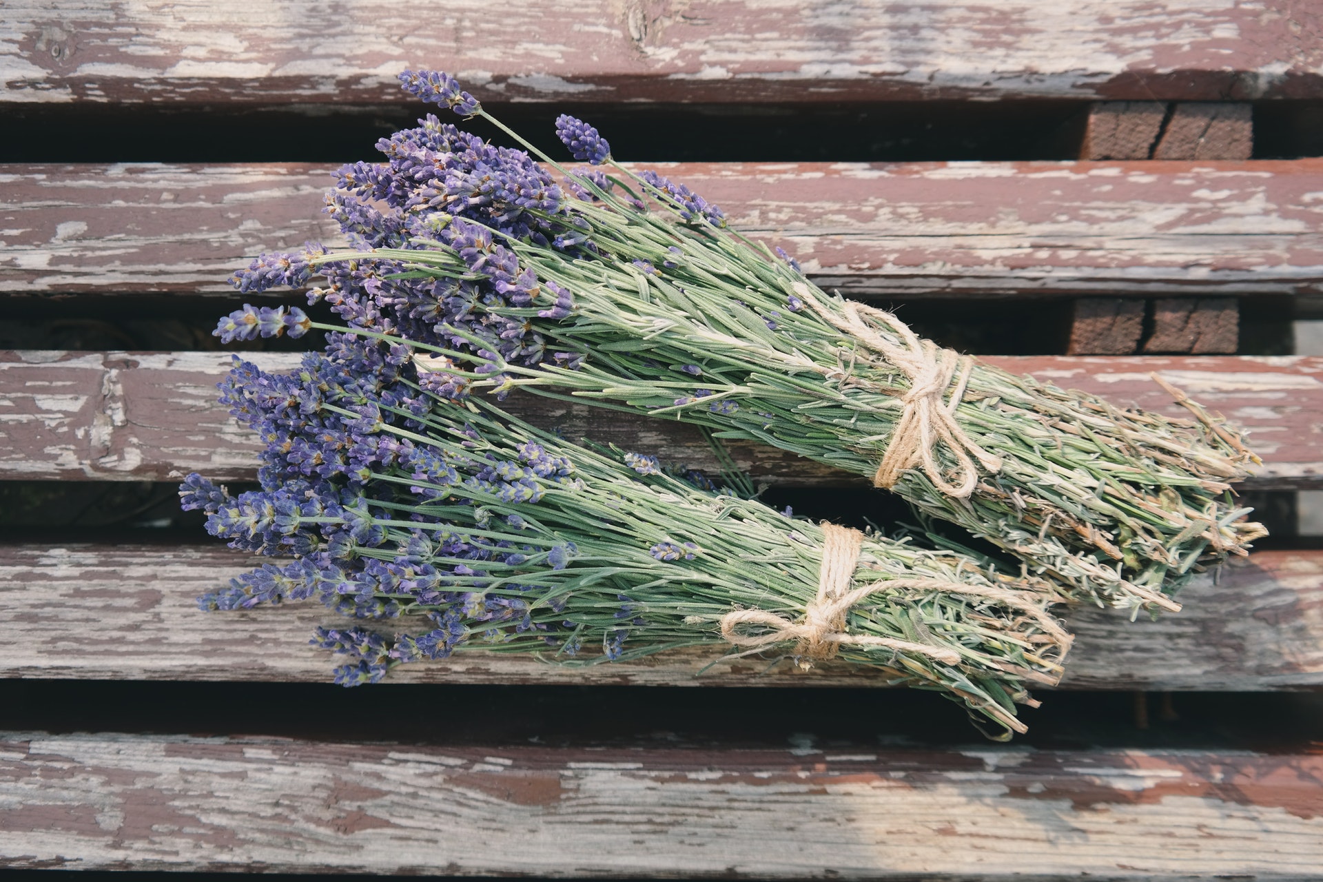 How To Grow Indoor Lavender