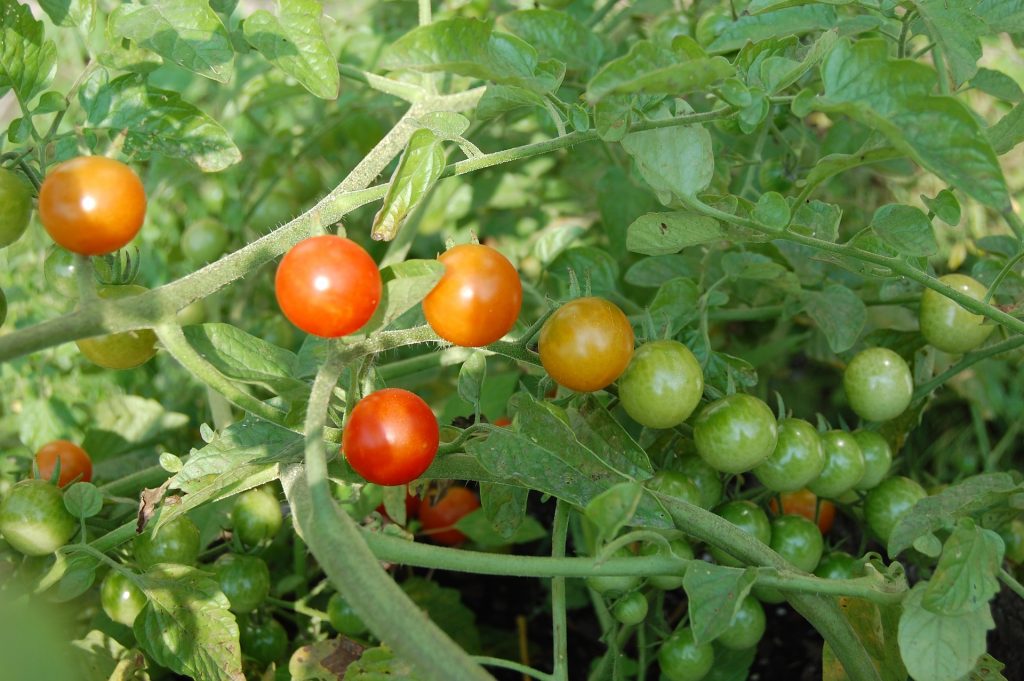 Best Way to Water Tomatoes