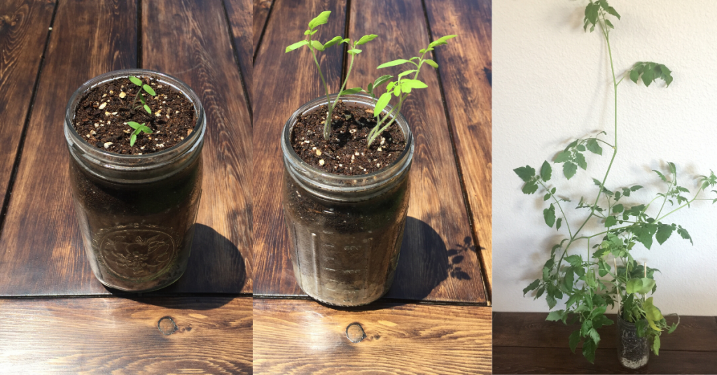 Growing Tomatoes In Mason Jars