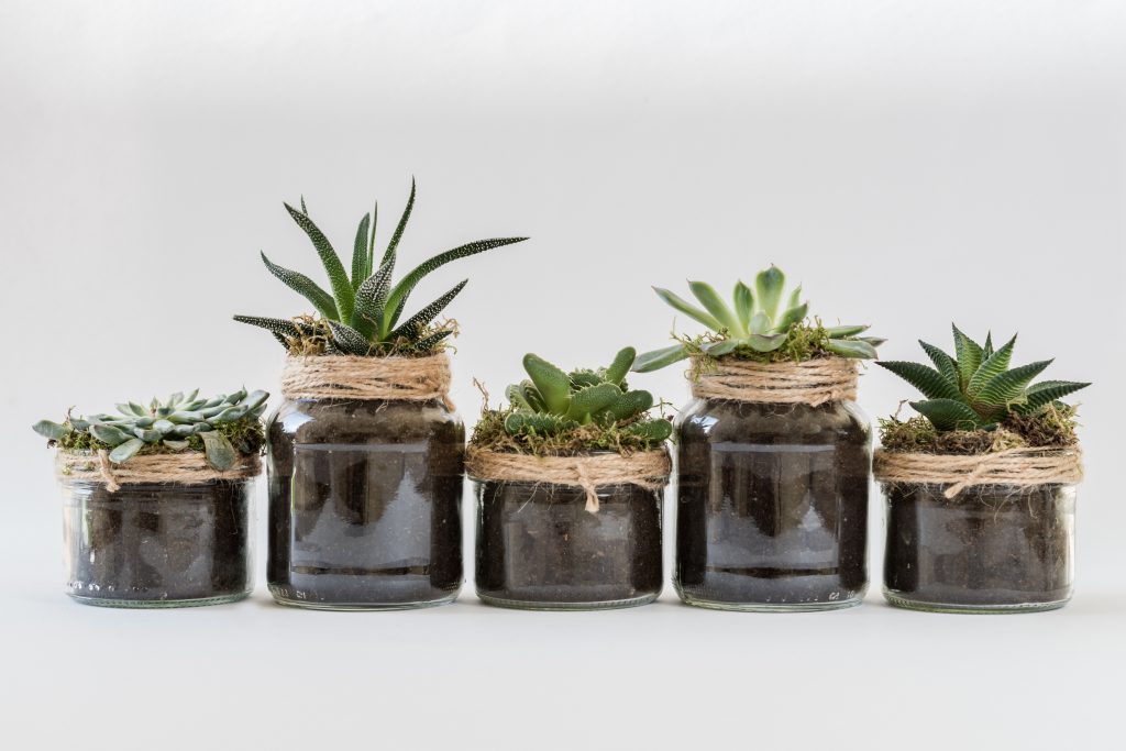 How to Grow Succulents From a Cutting