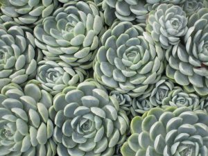 How to Grow Succulents From a Cutting