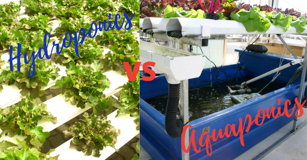 Difference Between Aquaponic and Hydroponic Systems