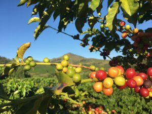 where does coffee grow in the us