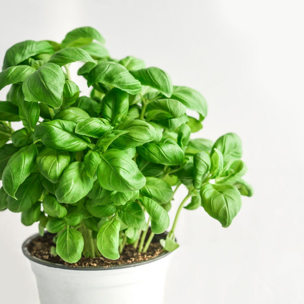 Basil Easiest Herb To Grow