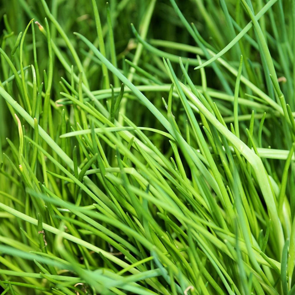 Chives Easiest Herb To Grow