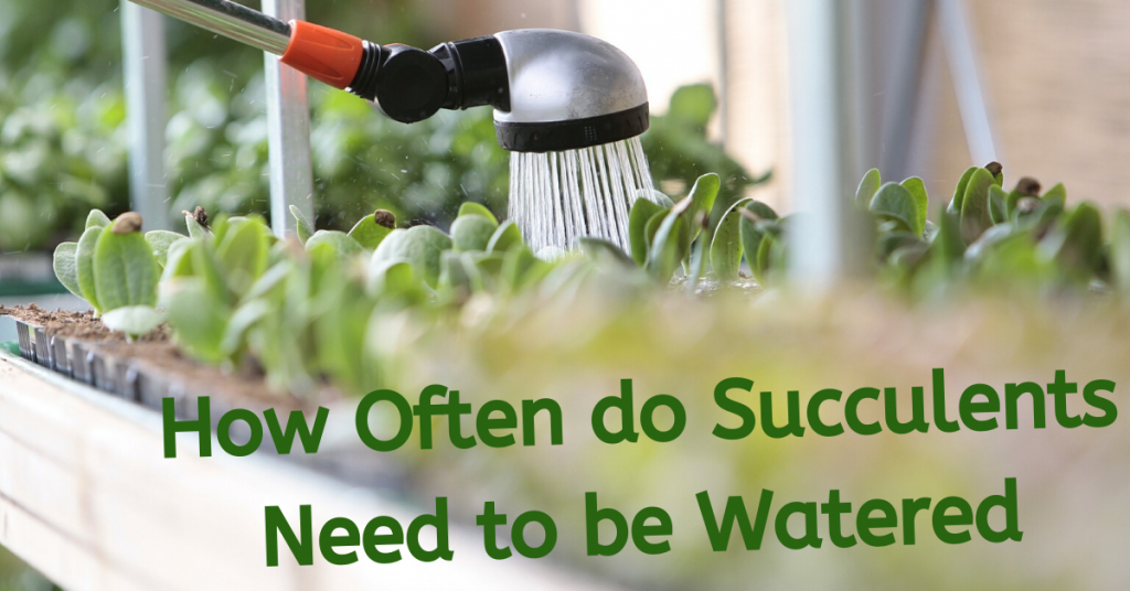 How Often do Succulents Need to be Watered