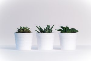 How Often to Water Succulents Indoors