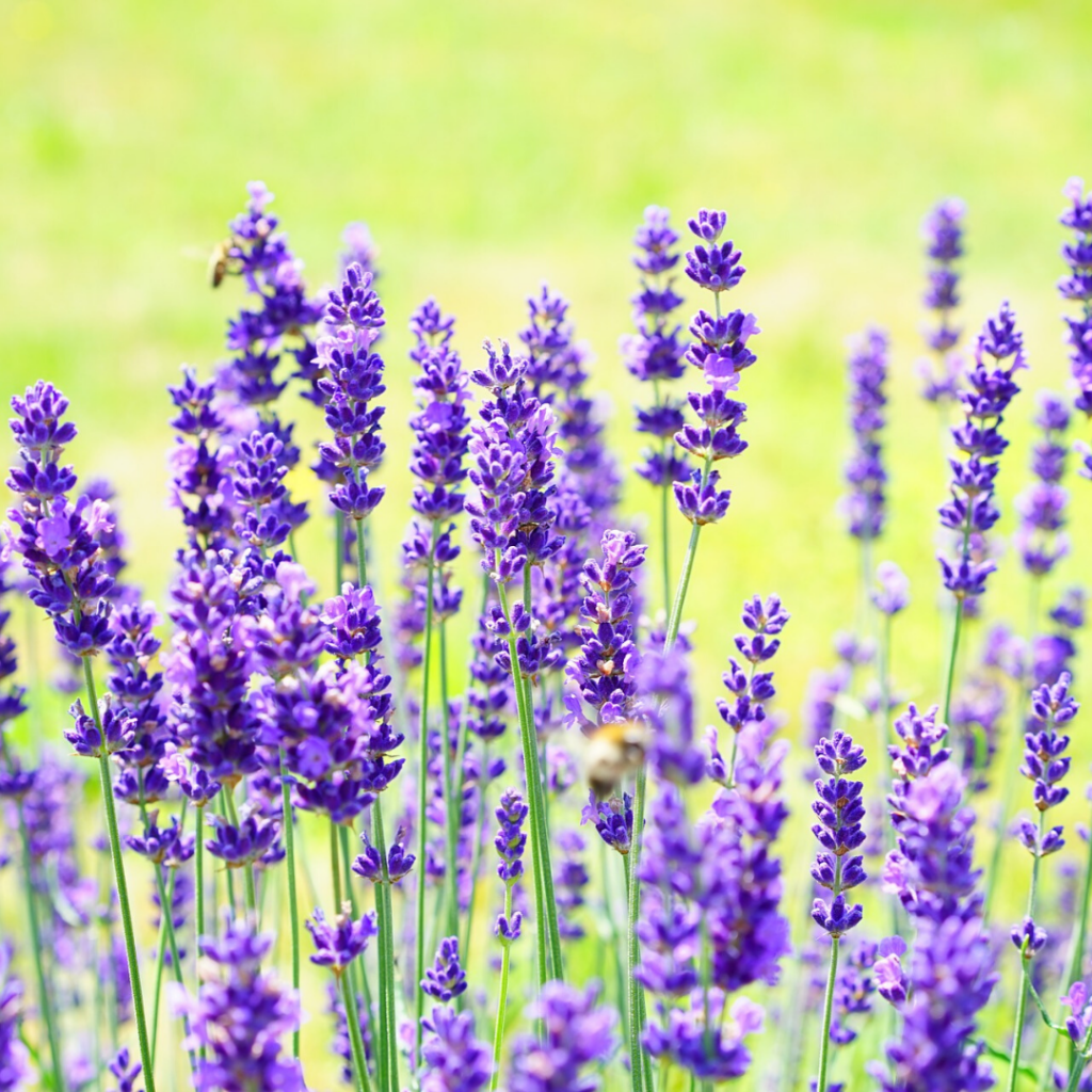 Lavender The Easiest Herb To Grow