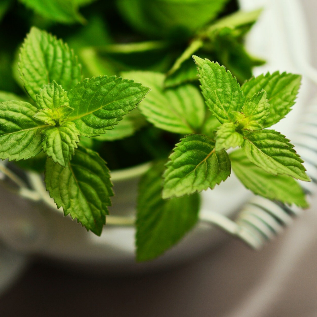 Mint The Easiest Herb To Grow