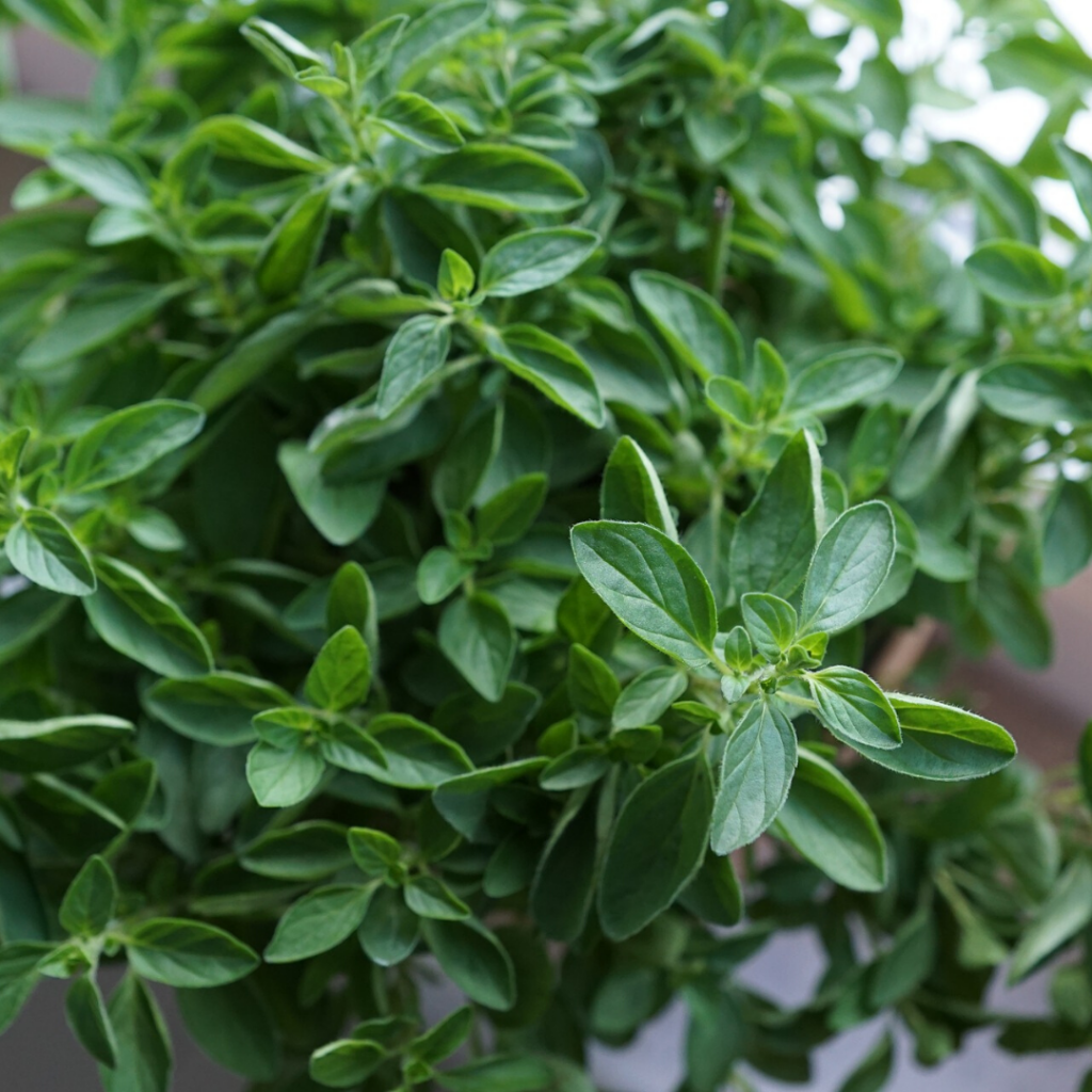 Oregano Easiest Herb To Grow