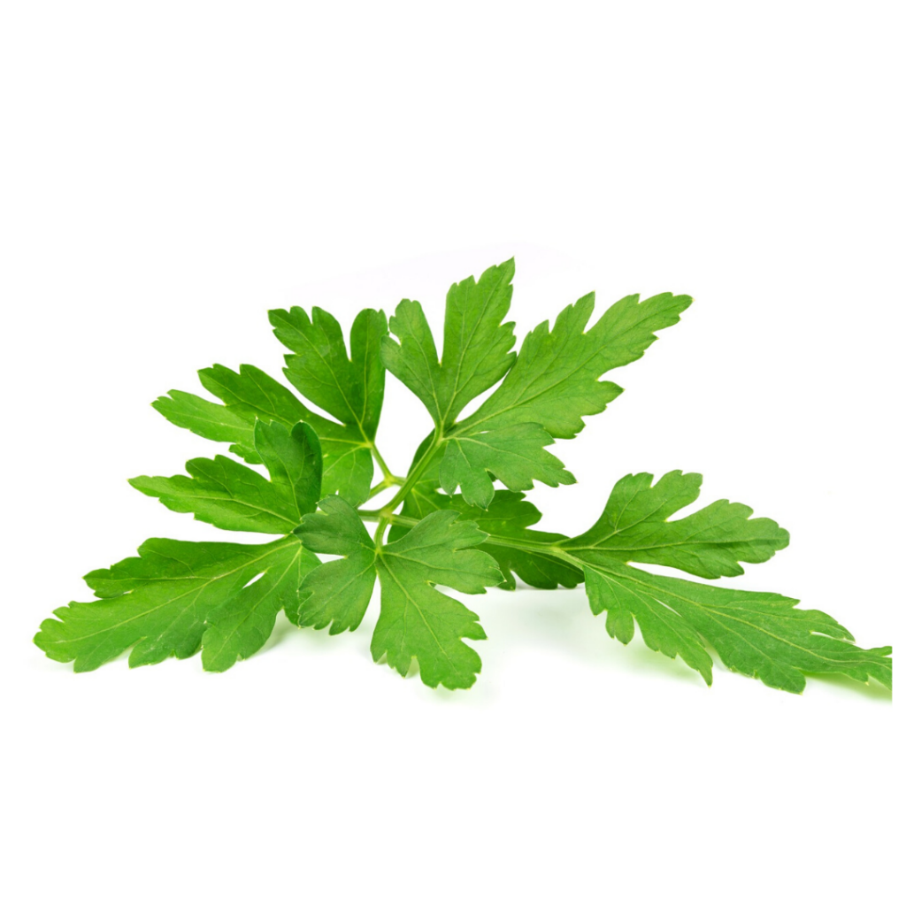 Parsley The Easiest Herb To Grow (2)