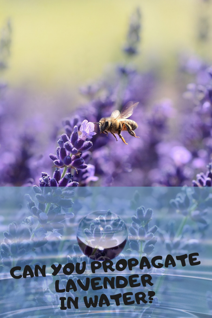 Can You Propagate Lavender in Water