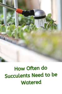 How Often do Succulents Need to be Watered