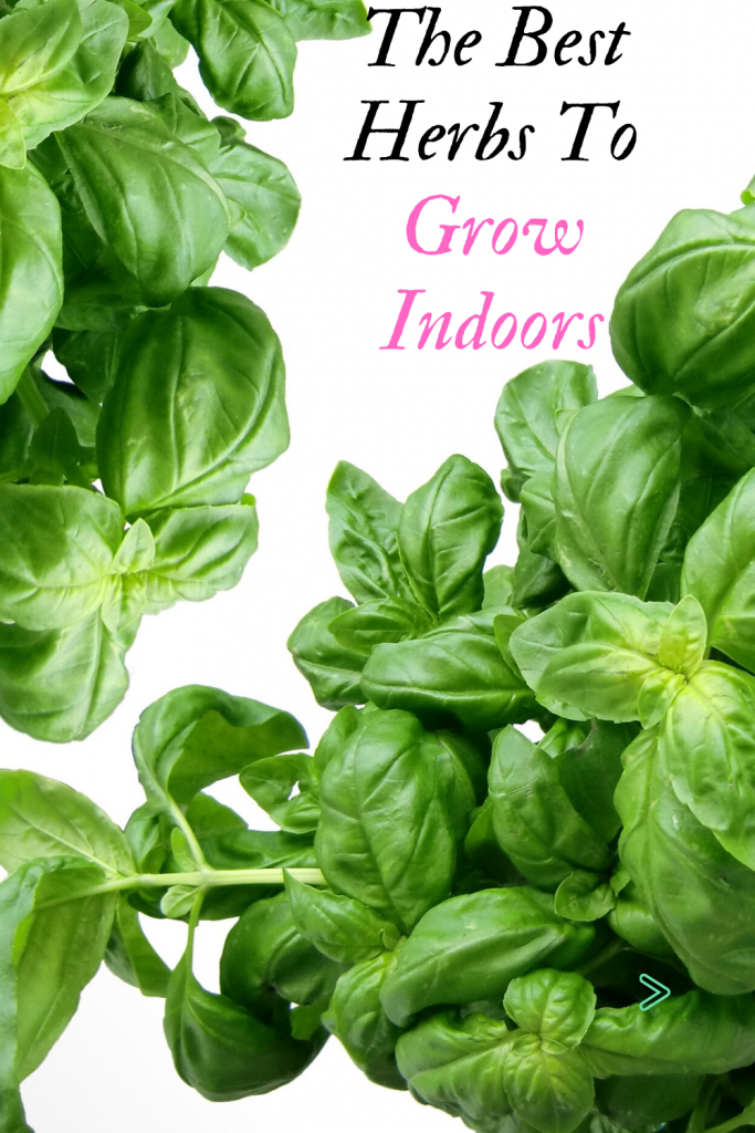 Pinterest - The Best Herbs To Grow Indoors