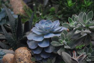 Watering Outdoor succulents