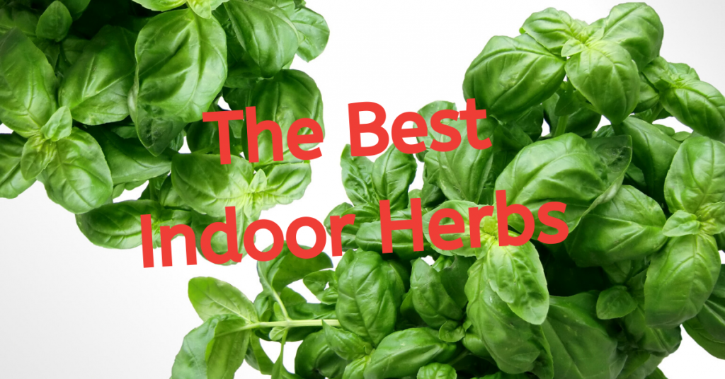 What are the Easiest Herbs to Grow Indoors