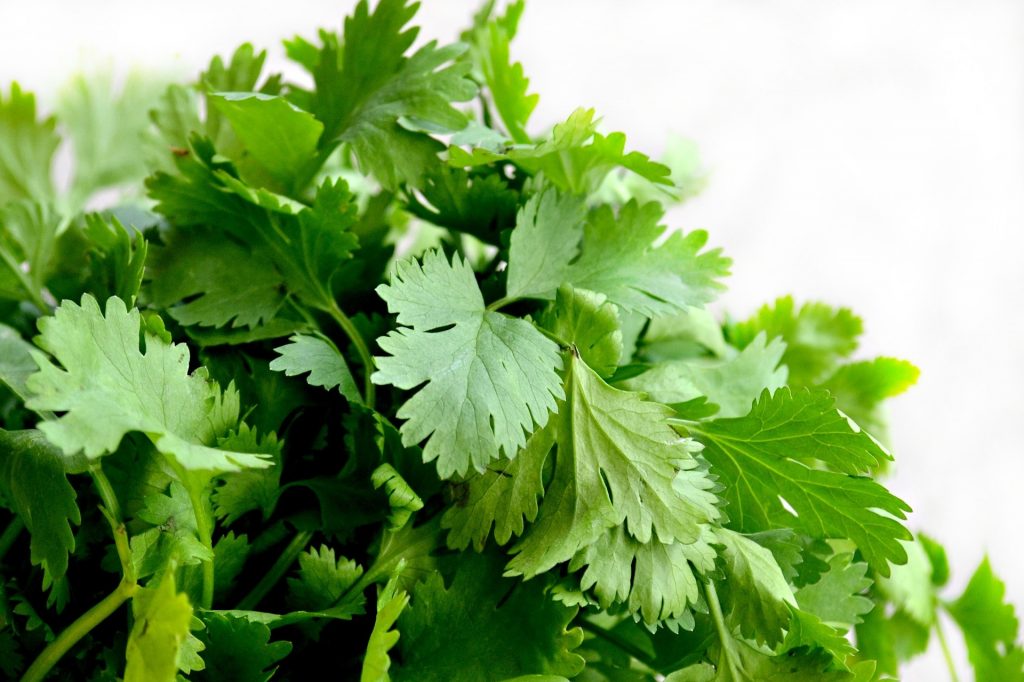 cilantro-1287301_1920