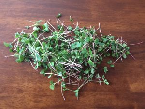 Salad and Radish