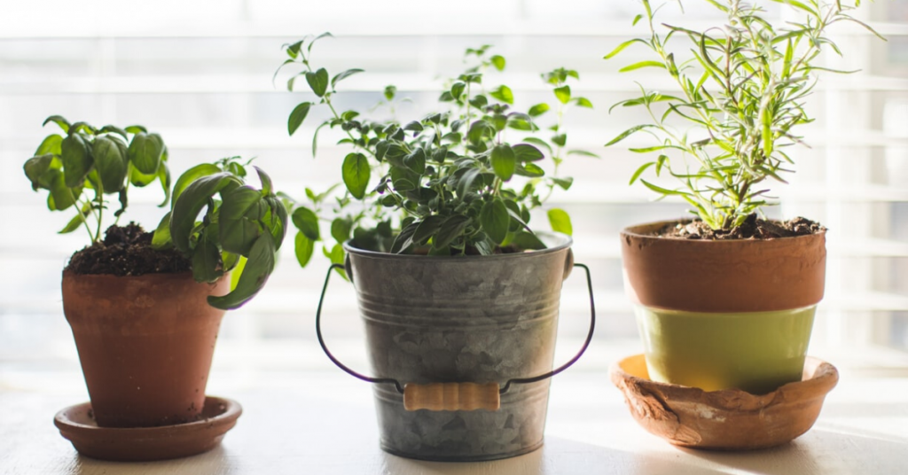 Planning Your Indoor Garden