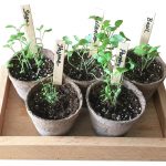 Herb Garden Grow Kit