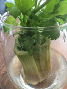 ReGrow Celery