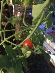  Grown Cherry Tomato in Mason Jar