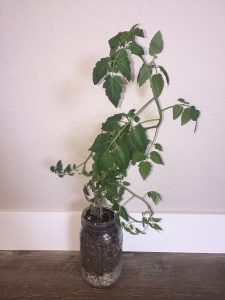 Growing Tomatoes In Mason Jars