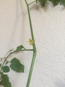 Tomato Flower Bud