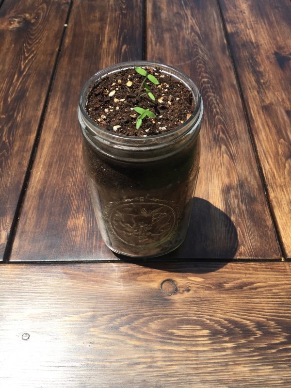 Tomato Germination