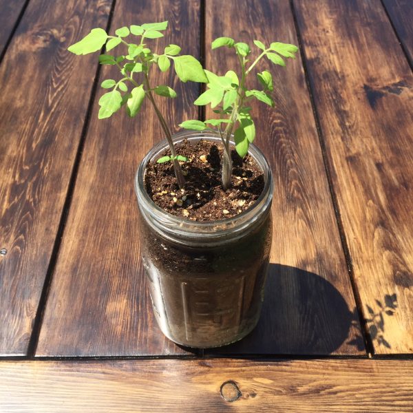 Tomato Growing in Mason Jar