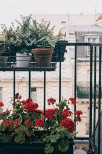 Herb Gardens On Balcony 