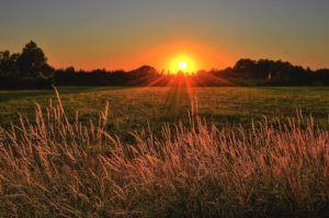 How Much Sun Do Herb Gardens Need?