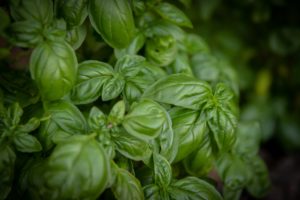 Growing Basil Herb Garden