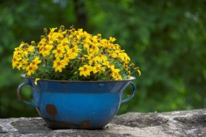 flowers, plant, flower pot-6468633.jpg