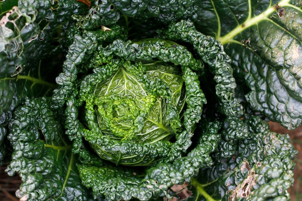 kale, bio, healthy-2876883.jpg