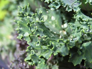 kale, flora, leaf-3374826.jpg