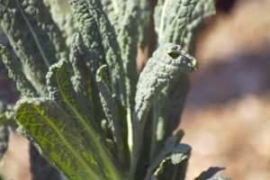 kale, garden, green-1113750.jpg