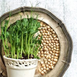 pea shoots, peas, yellow peas-1271882.jpg