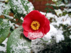 camellia, camellia blossom, snow-4813040.jpg