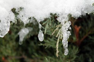 icicle, snow, tree-5914159.jpg