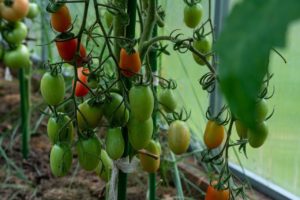 tomatoes, unripe tomatoes, greenhouse-6718379.jpg